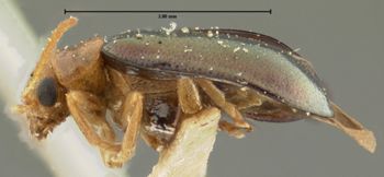 Media type: image;   Entomology 33889 Aspect: habitus lateral view